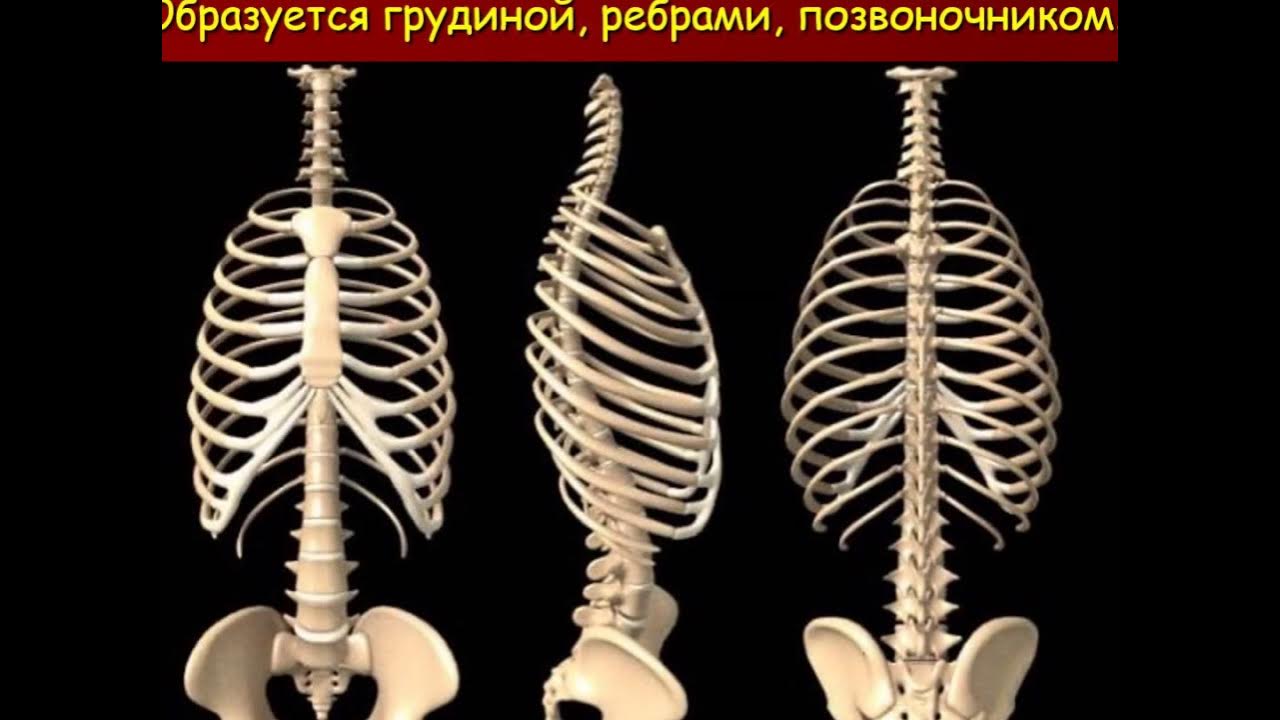 Сколько ребер у человека мужчины и женщины. Скелет грудной клетки ребра. Скелет туловища человека грудная клетка. Кости ребра Грудина позвонки. Анатомия позвоночника человека Грудина.