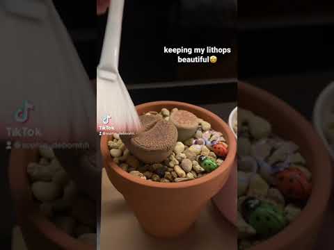 Video: Lithops: Hoito Ja Ylläpito Kotona