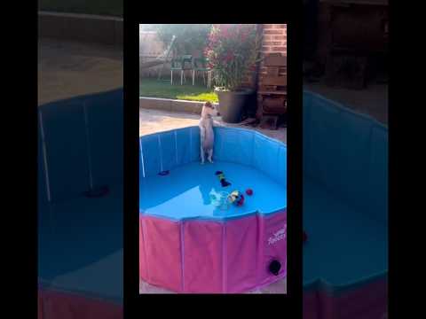Налейте водички 🥹😁#приколы #собаки #животные #бассейн #shorts #вода