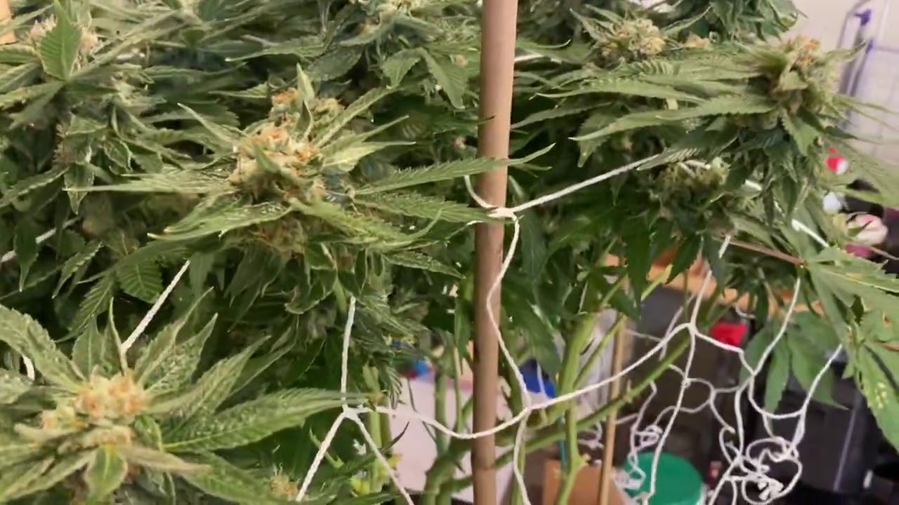 Cookies Kush (Barney’s Farm) Day 39F Outta The Tent for Some TLC