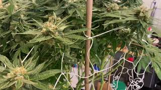 Cookies Kush (Barney’s Farm) Day 39F Outta The Tent for Some TLC