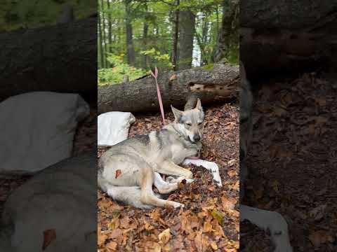 Вовк Україна Волк