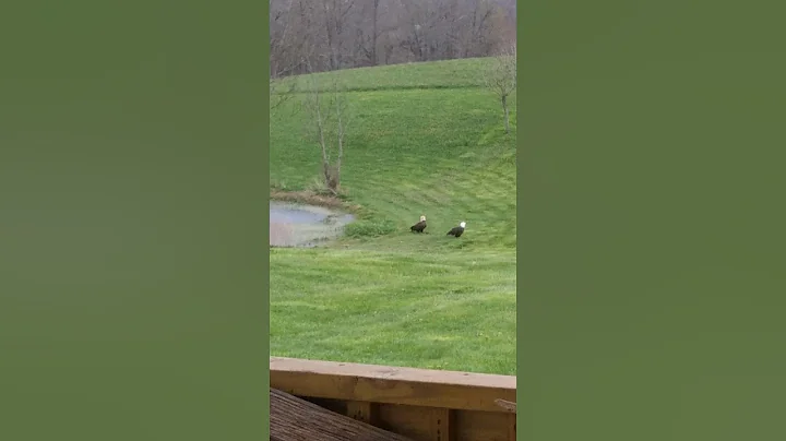 two bald eagles in our back yard