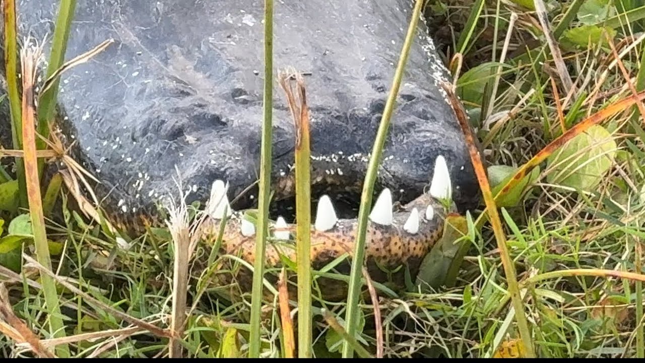 🔴 УНИКАЛЬНАЯ жизнь в АМЕРИКЕ с МОНСТРАМИ  🔴  wildlife Florida Jungles with Alligators February 2026