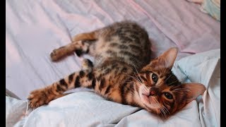 Bengal kitten sees himself from a mirror for the first time