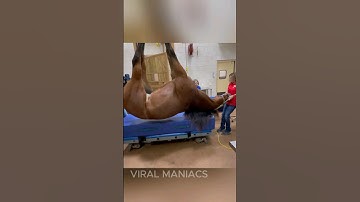 Making Antivenom From Horse Blood #shorts