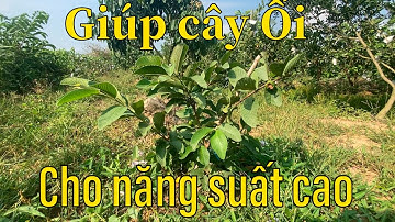 #86 Cây Ổi dưới 8 tháng tuổi nên làm gì để cây đạt năng suất cao | Thanh Bình Farm