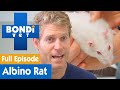 🐁 Rare Albino Rat Gets Tired Too Quickly | FULL EPISODE | S08E13 | Bondi Vet