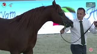N 257 Ameer Al Meydan Abu Dhabi International Ahc 2023 Stallions 4 Years Old And Older Cl 6A