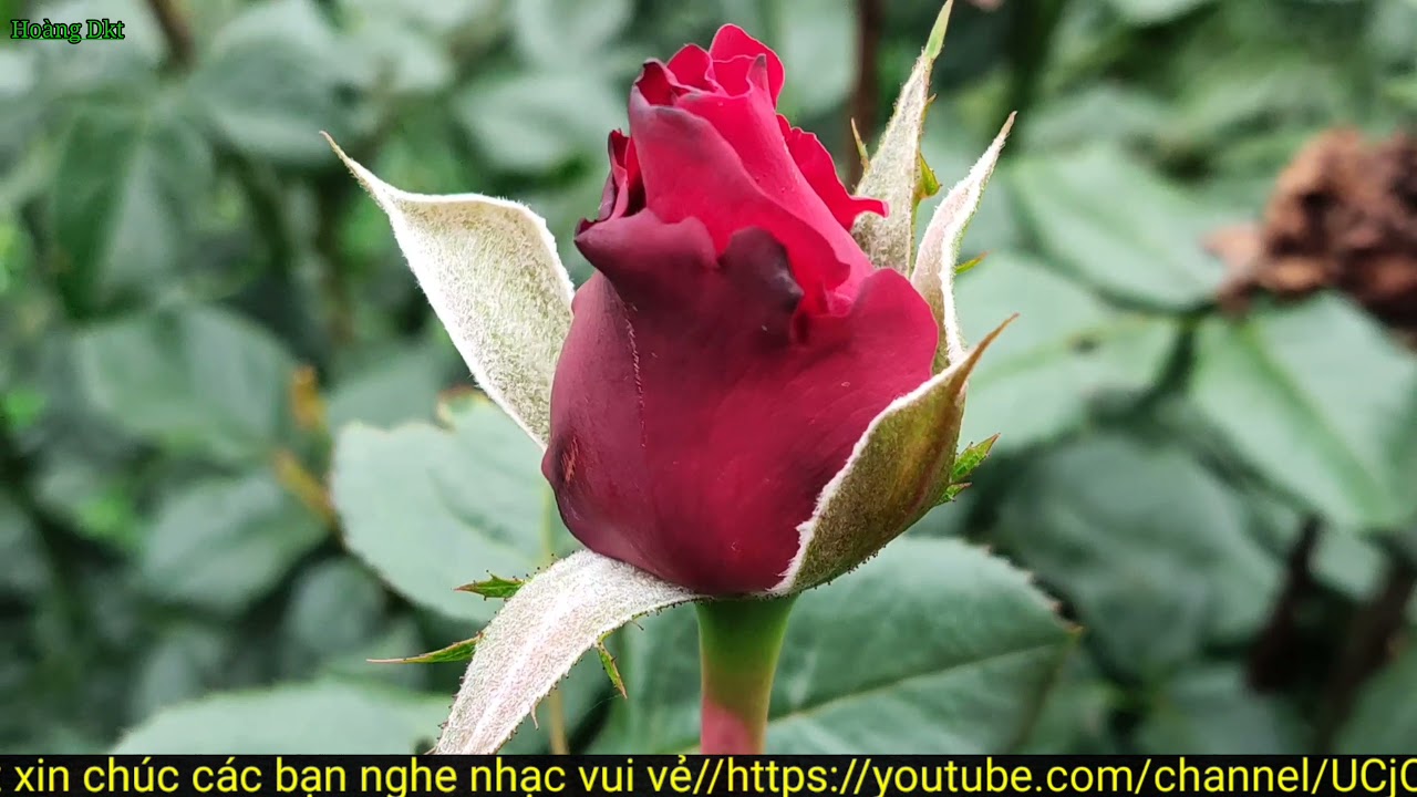 Trăm mến ngàn thương ca sĩ gia tiến Hoàng Dkt hoàng tv