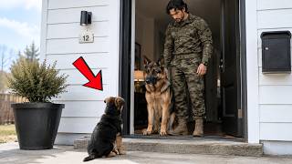 A Retired Navy SEAL and His K9 Felt Forgotten…… Until a Lost Puppy Came to His Door