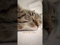 Relaxing Cat Purr ASMR 🤍