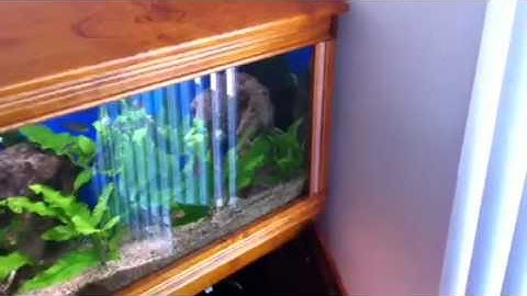 Paul talbot trouble shooting an established tropical aquari