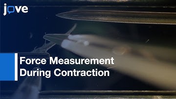Force Measurement During Contraction To Assess Muscle Function-Zebrafish Larvae l Protocol Preview