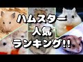 ハムスター人気ランキング 飼いやすい種類や性格は？