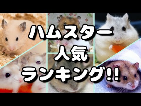 ハムスター人気ランキング 飼いやすい種類や性格は？