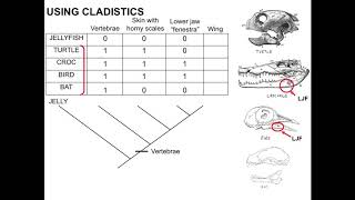 ARivera - Cladogram Demo (Vertebrate Natural History)