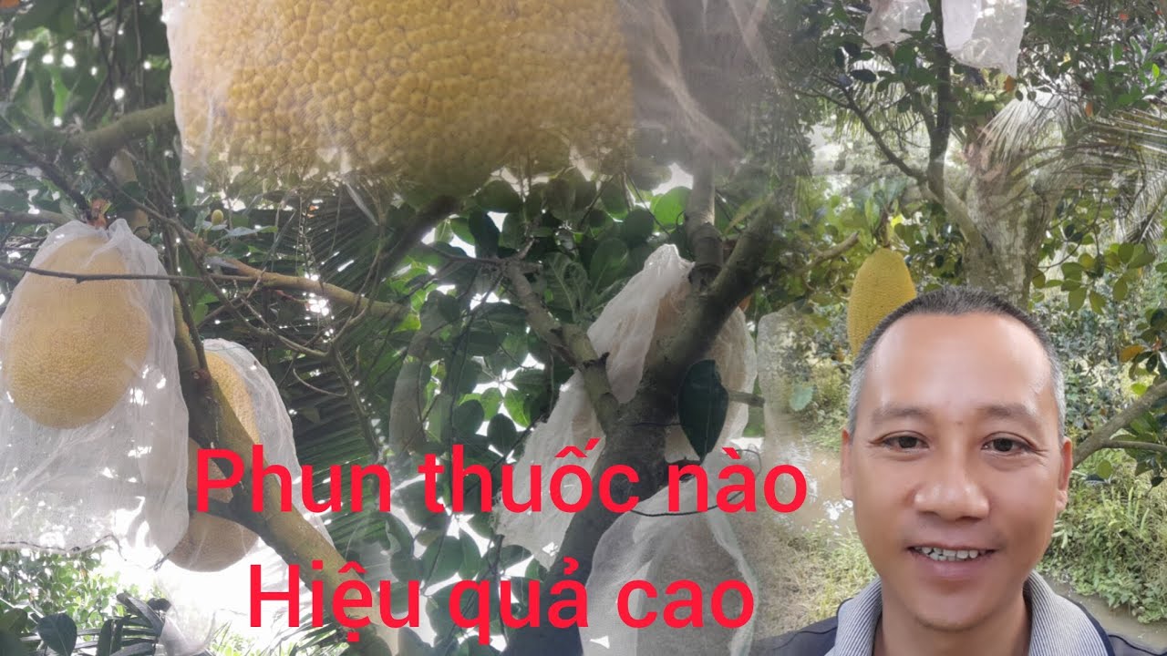 Sử dụng thuốc gì cho mít ruột đỏ 