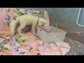 Безудержное веселье. Лиса и коробка. Unbridled joy. Fox and box/