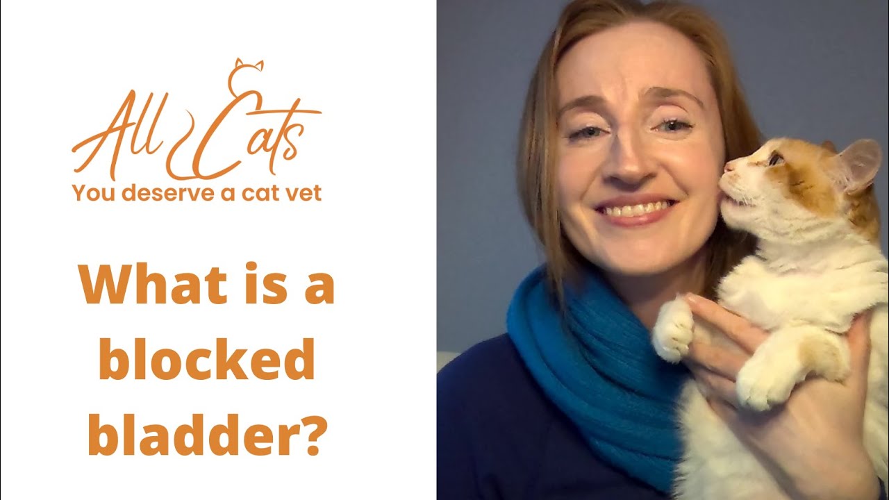 What is a blocked bladder?