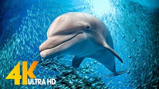 3 HOURS of 4K Underwater Wonders + Relaxing Music - Coral Reefs & Colorful Sea Life in UHD by Peaceful Music 39,785 views 1 year ago 3 hours, 17 minutes