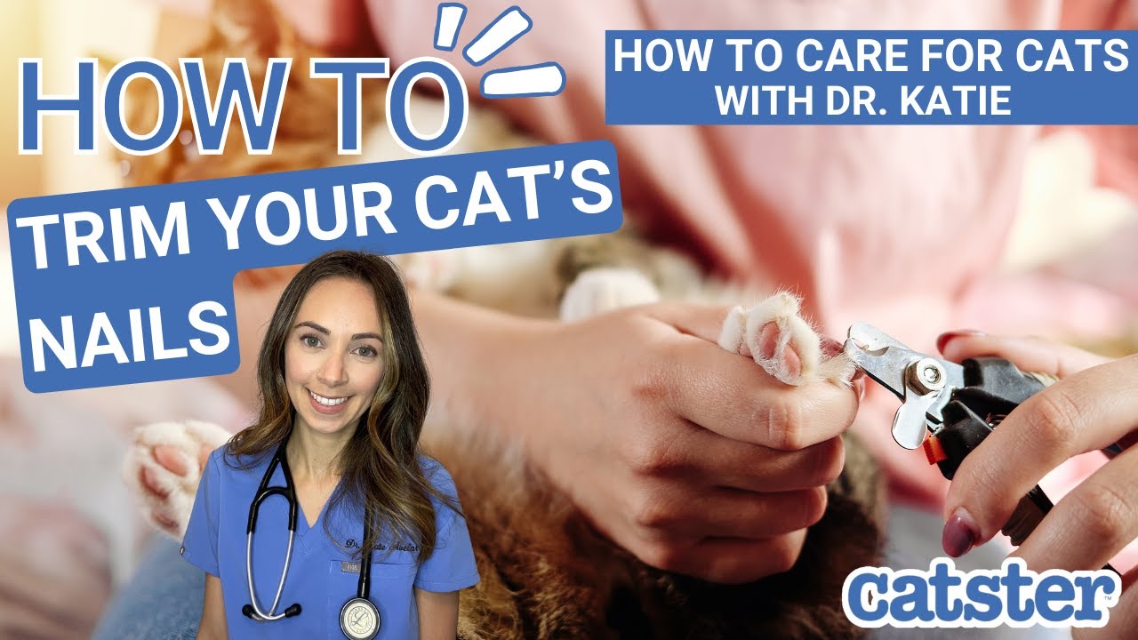 How Do Professionals Cut Cat Nails? 7 Vet-Approved Useful Tips - Catster