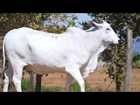 LOTE 74 - A9238