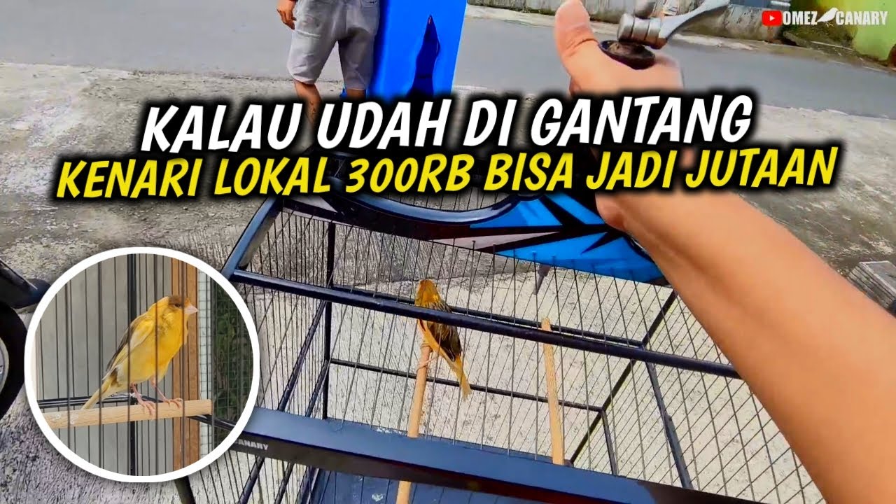 LANGSUNG JUARA❓TES GANTANG KENARI LOKAL YG KITA UNBOXING KEMARIN