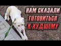 Анализы крови Леди показали СТРАШНОЕ😱 В Сердце и в Легких у нее...