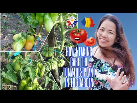 Video: Moldovan Green Tomato Care - Kawm Yuav Ua Li Cas Loj Hlob Ib Ntsuab Moldovan Txiv lws suav
