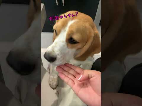 大好物のために頑張るビーグル犬 #shorts