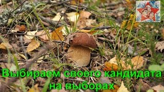 Грибы ушли на выборы. Тихая охота. Грибы 2016. Грибы ушли на выборы. Тихая охота. Грибы 2016.