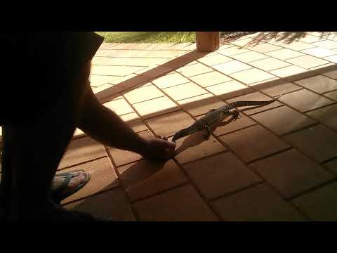 Young bungarra/ sand monitor,/Gould's Goanna gets friendly