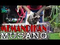 MEMANDIKAN MUSANG !