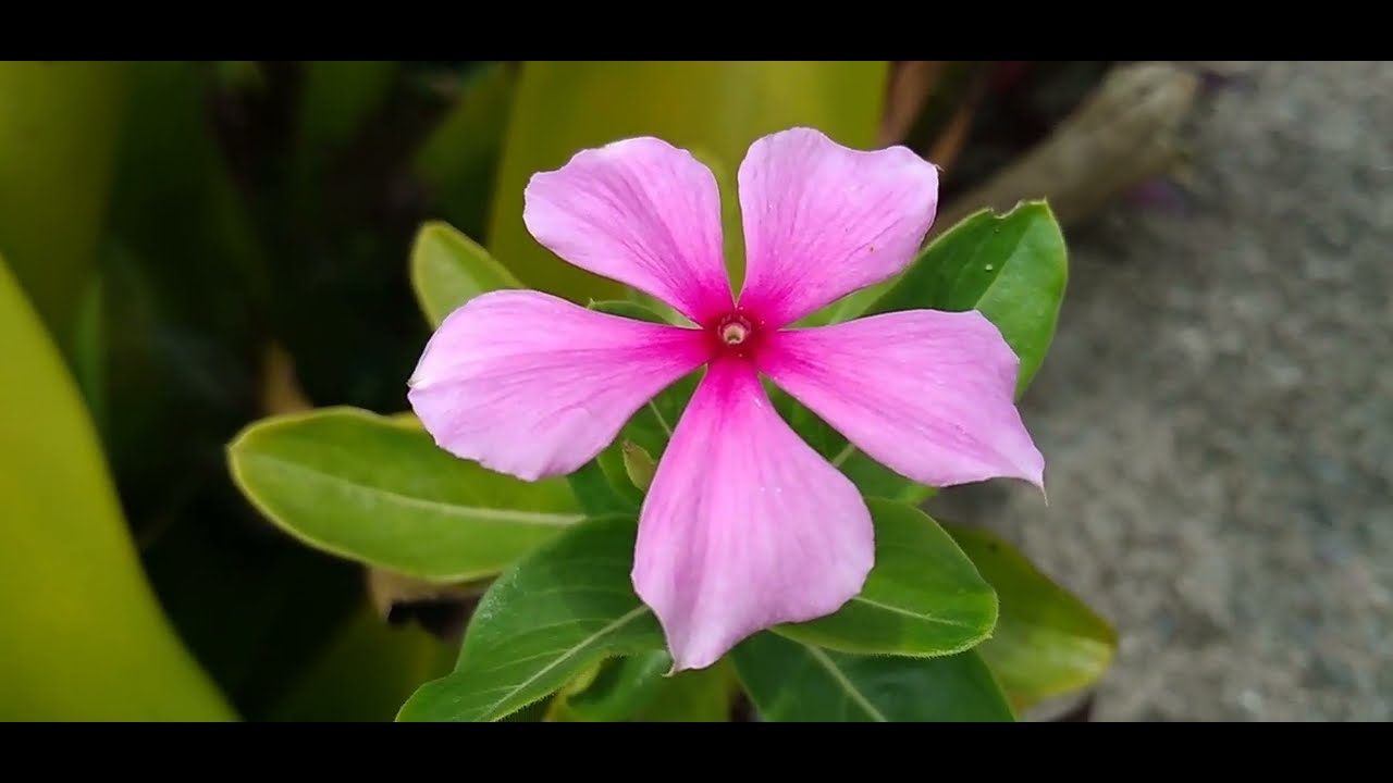 Boa-Noite/(Catharanthus roseum) (L.) G.Don.[Leitura na Descrição]# ...