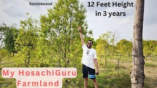 How much progress do we have in our Farmland Trees of Sandalwood and Teak in 3 years ? #rvrjvlogs