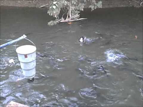 Feeding Time At The Dock Youtube