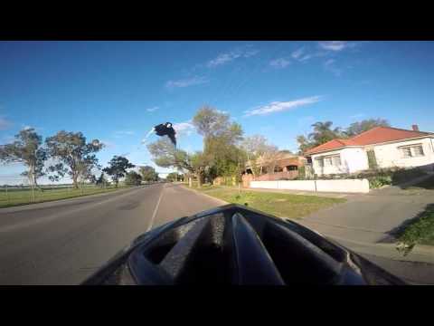 Terry The Magpie in Slow Motion