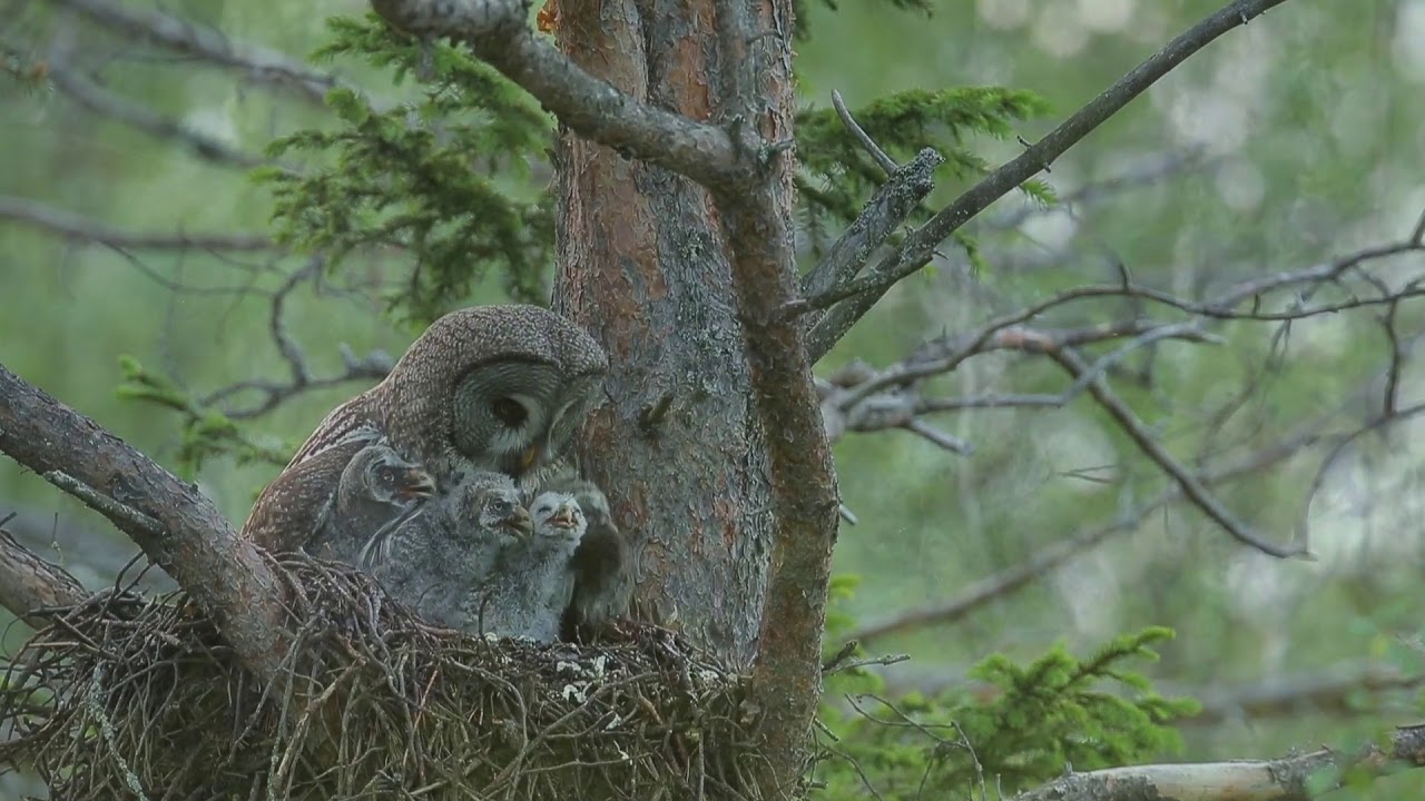 Wildlife of the NORTHERN FINLAND || GREAT GREY OWL, GOLDEN EAGLE, CAPERCAILLIE and much more!