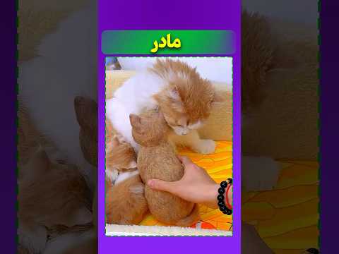 این زن مادرگربه هارو گول زد