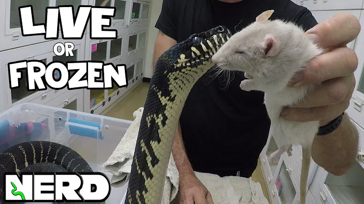 DEBATE - LIVE FEEDING YOUR SNAKE?