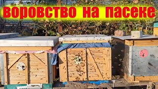 Нападение пчел воровок на улей. Пчелиное воровство осенью на пасеке