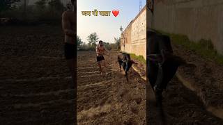 Monu manesar ?️ jai gau mata  #subscribe #shortvideo #foryou #explore #trending #gaumata