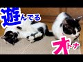 【ねこ動画】オトナな猫と最高の遊びをしていそうな猫がこちら