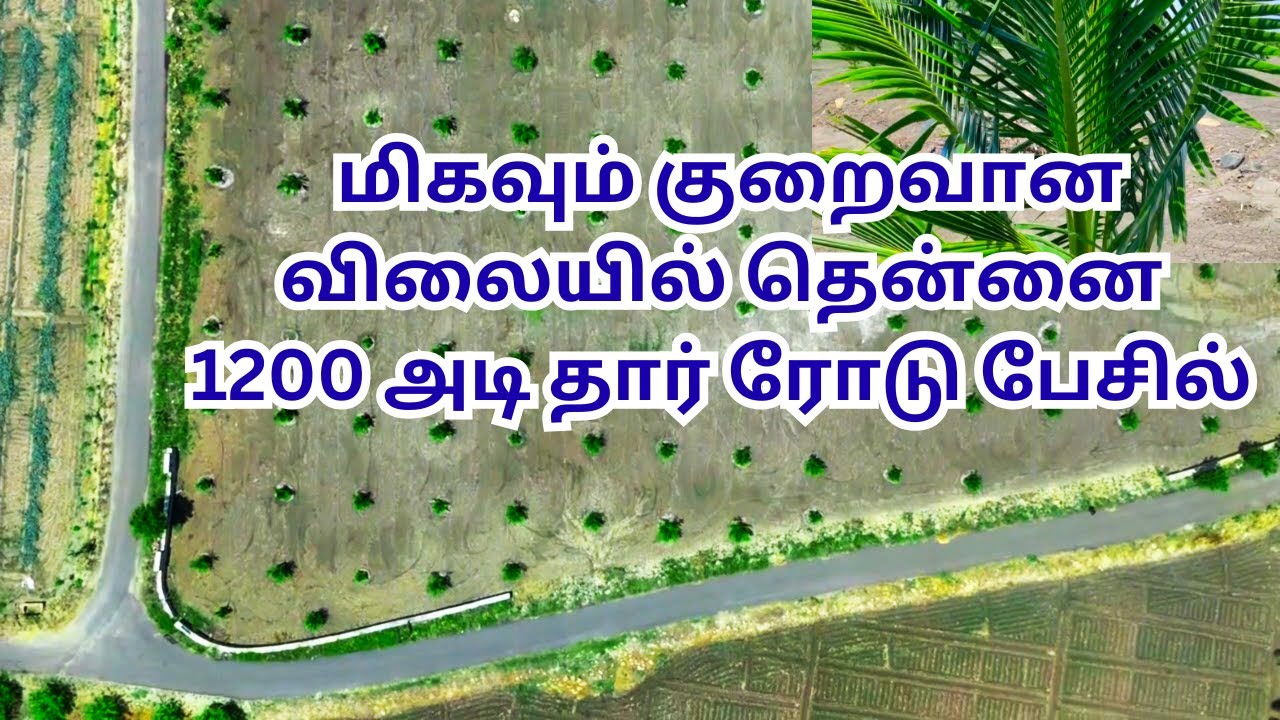 🌴Кокос по очень низкой цене 🛣️1200 футов асфальтовой дороги в Базиле🌴