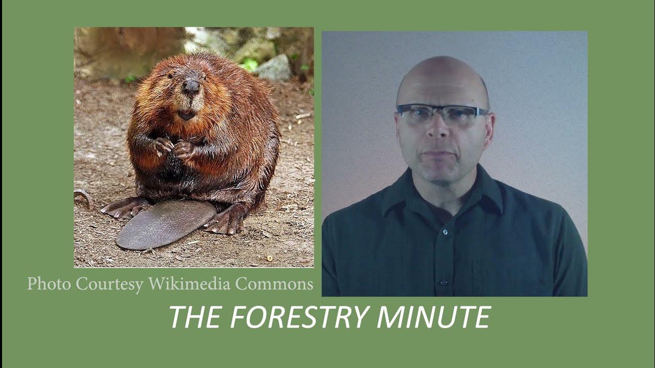 How to deter beavers from living on your property - YouTube
