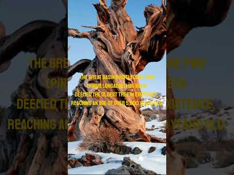 oldest tree in