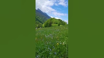 ﴿والشمس وضحاها﴾ القارئ: عمير شميم