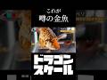 これが噂のトレンド金魚 | ドラゴンスケールたち