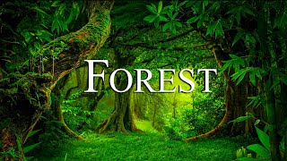 Forest 4K  Relaxing Music Along With Beautiful Nature Videos  4K Video Ultra HD